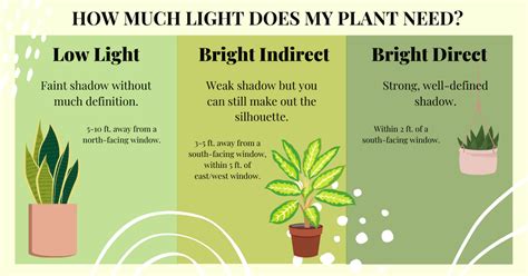 perfume tree light requirements.